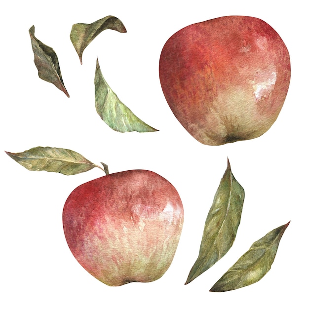 Watercolor illustration of set of red appetizing apples with leaves isolated