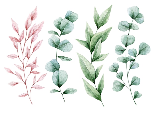 Illustrazione ad acquerello con rami di eucalipto, foglie verdi e rosa. isolato su bianco.