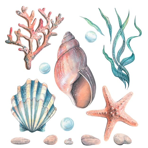 Photo watercolor illustration set with seashells coral and a starfish isolated