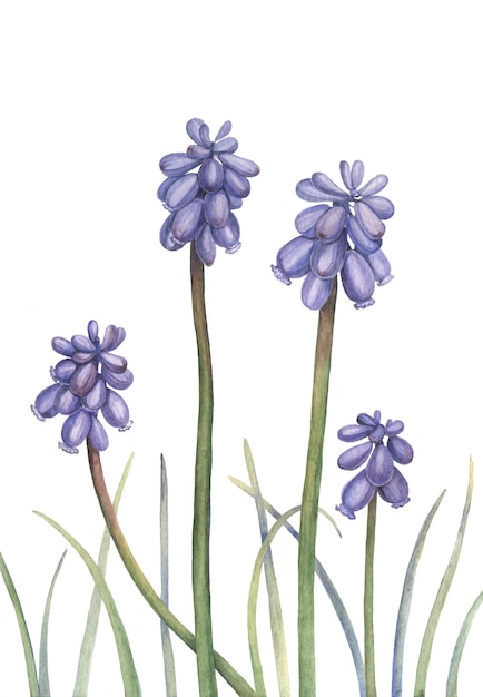 Watercolor illustration of several muscari flowers located at the edge of the canvas Handmade work