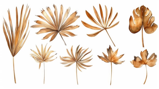 水彩画は,茶色の乾燥したナツメヤシの葉,熱帯のハーバリウム要素,白に隔離された田舎風の花のクリップアートを示しています.