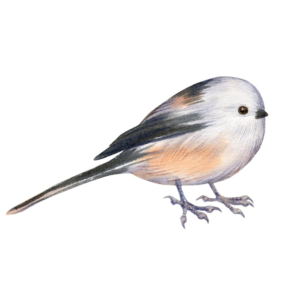 Акварельная иллюстрация маленького сада и портрета лесной птицы