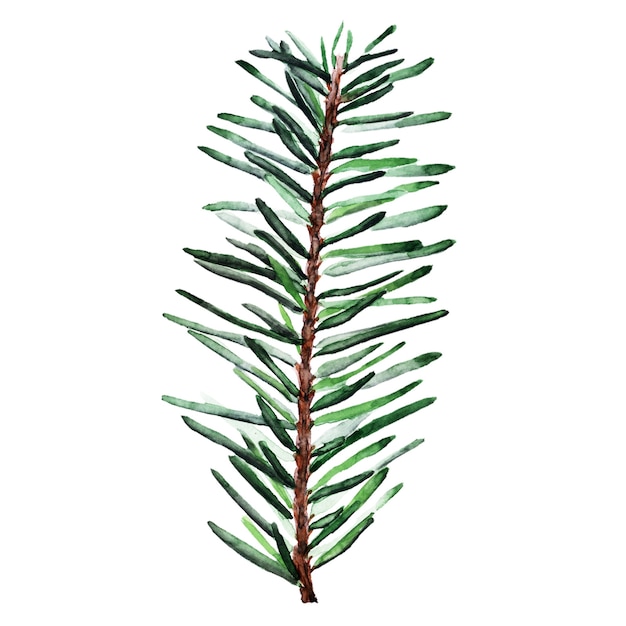 Watercolor illustration of spruce branch