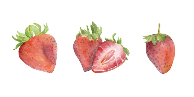 Watercolor illustration of strawberry collection