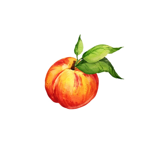 акварельная иллюстрация летних фруктов персика или абрикоса нектарина с зелеными листьями эскиз сладкой еды, изолированной на белом фоне красный желтый оранжевый цвет