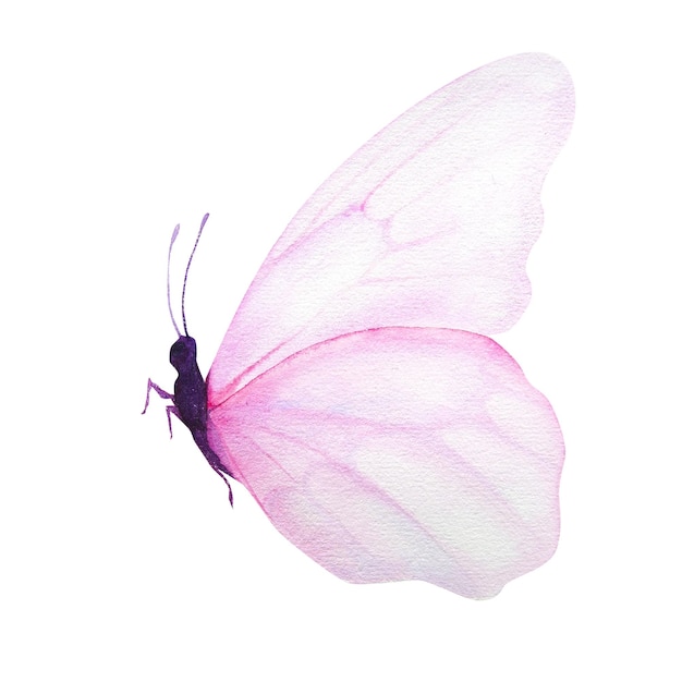 Watercolor illustration of tender pink butterfly