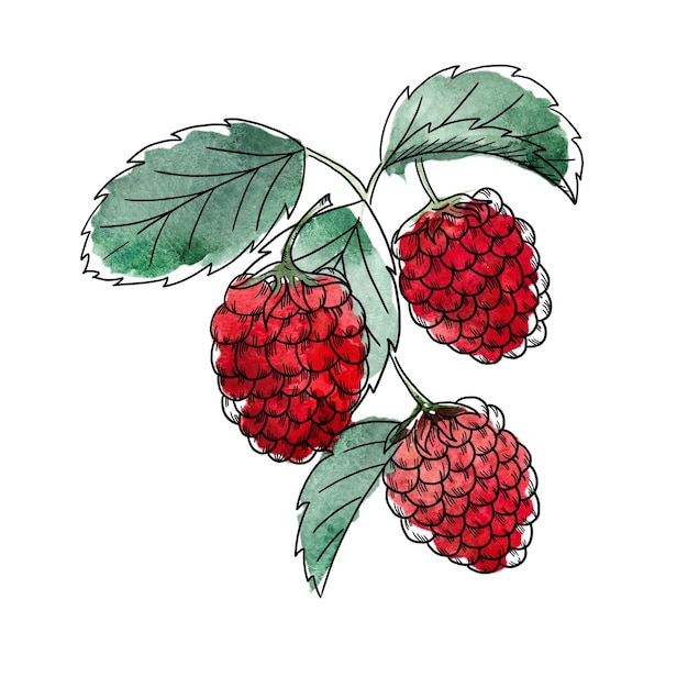 흰색 배경에 고립 된 세 개의 빨간 딸기의 수채화 그림