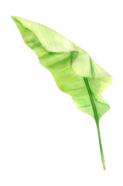 Watercolor illustration tropical banana palm leaf