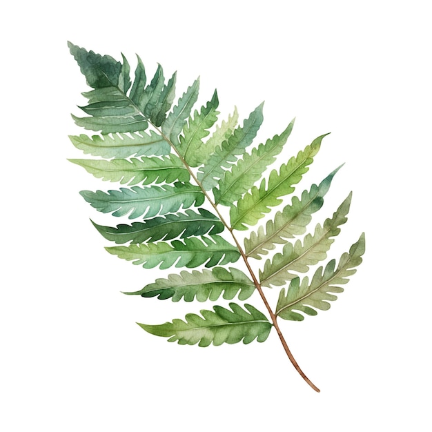 Watercolor illustration of a tropical leaf Ai illustration