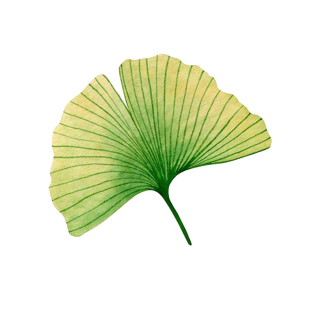 Акварельные иллюстрации тропических листьев, изолированные на белом фоне