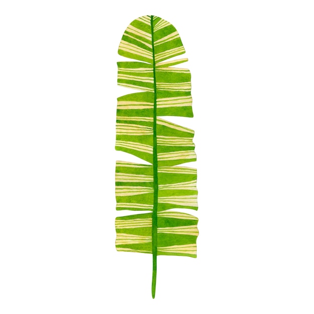 Watercolor illustration of tropical leaf isolated on white background