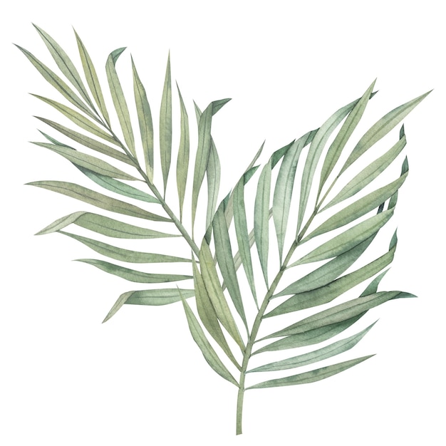 Акварельная иллюстрация тропических пальмовых листьев Ручной обращается акварельная композиция Клипарт для печати открыток дизайна упаковки Изолированный объект без фона