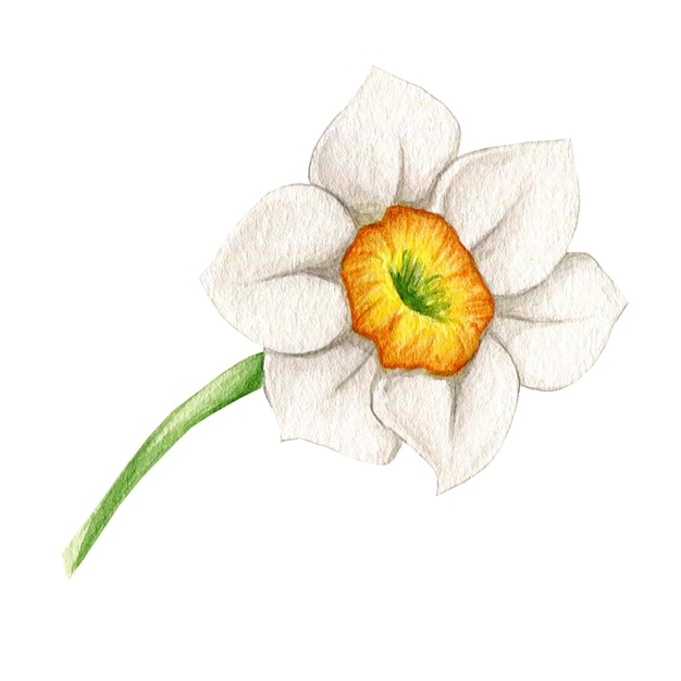 Watercolor illustration of a white narcissus flower