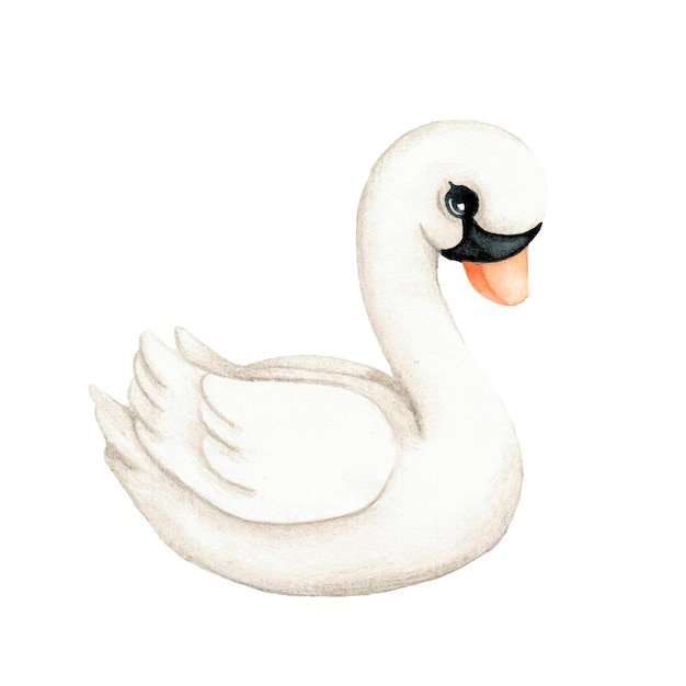 Watercolor illustration of the white swan