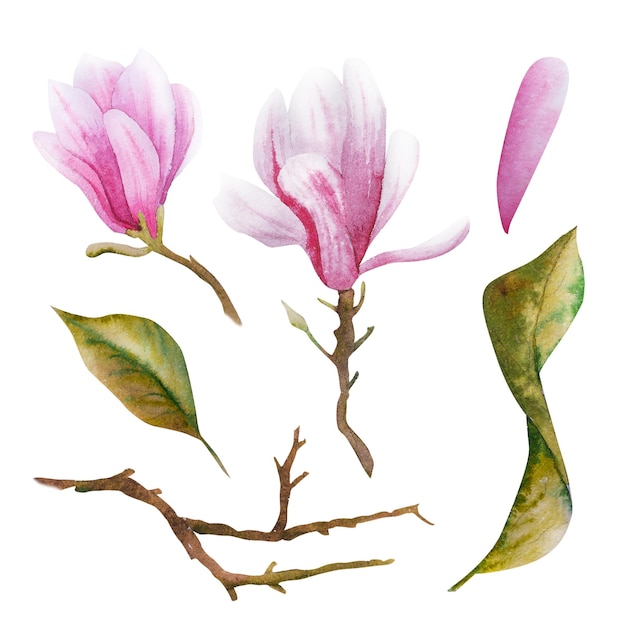 くピンクの花とマグノリアの枝を描いた水彩画 マグノリアを手で描いた