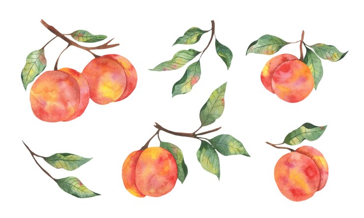 Watercolor illustration with fruit a juicy peaches with branches of leaves on a white background