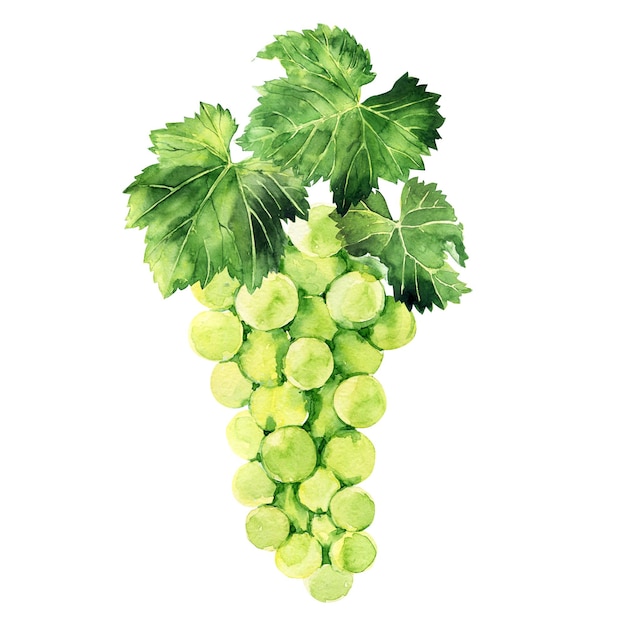 Акварельные иллюстрации с виноградными кистями, ветвями и листьями различных сортов винограда