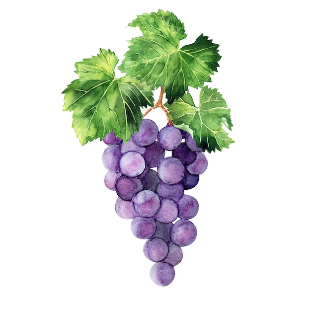Photo watercolor illustration with grape brushes branches and leaves of various grape varieties