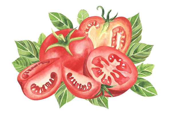 Watercolor illustration with large half of cut tomato one slice and few small leaves isolated on white background Fresh ripe vegetable hand drawn on paper Element for organic food packaging design