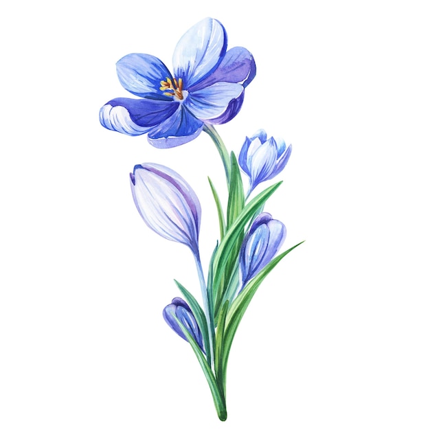 Watercolor illustration with purple crocus or saffron on a white background