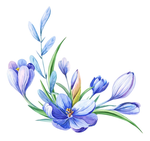 Watercolor illustration with purple crocus or saffron on a white background