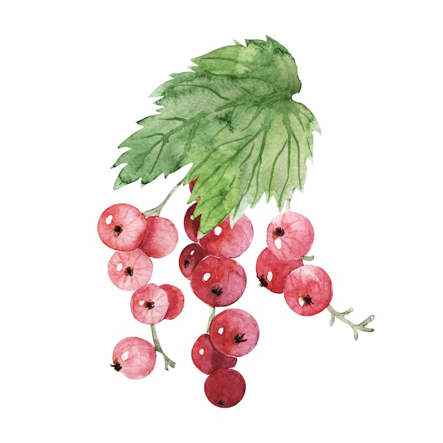 Watercolor illustration with various berries and leaves
