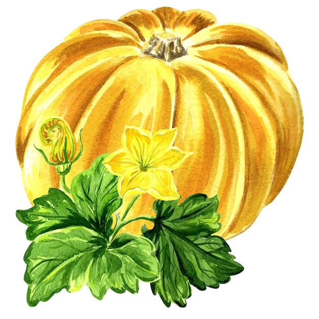 Watercolor illustration of yellow pumpkin Hand drawn watercolor illustration JPEG for design