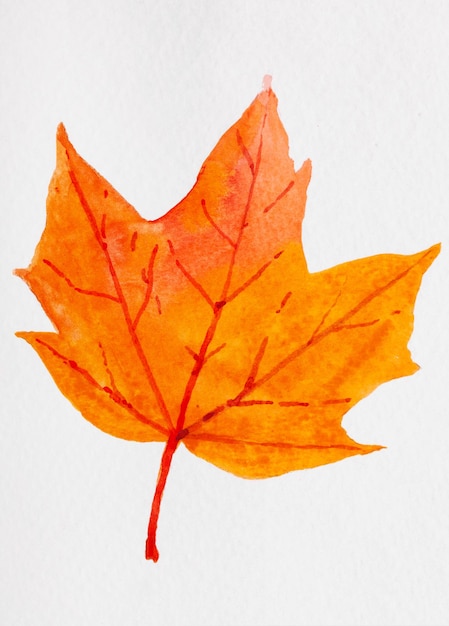 Акварельные иллюстрации желтых и красных осенних листьев