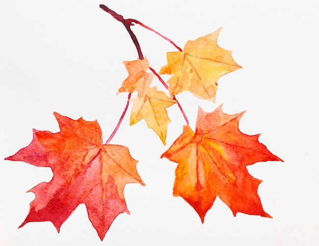 Акварельные иллюстрации желтых и красных осенних листьев