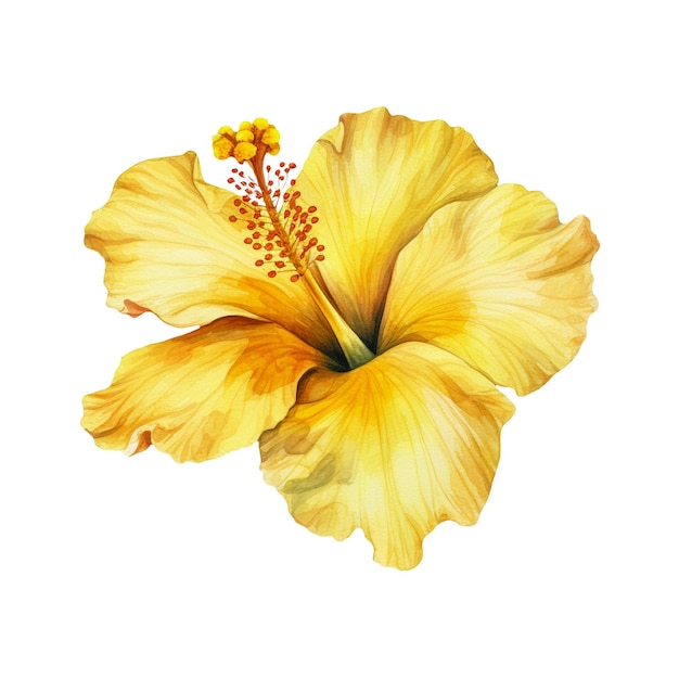 Watercolor illustration of a yellow tropical flower Hibiscus Ai illustration