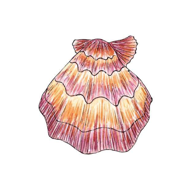 Photo watercolor illustrations of sea pink scallops underwater world tropical oyster shell