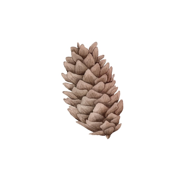 Watercolor image of fir cone on white background