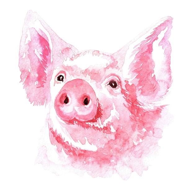 Watercolor image of a piglet.