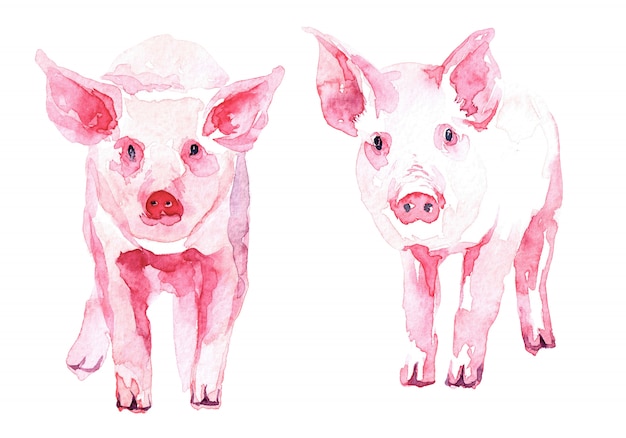 watercolor image of a piglet.