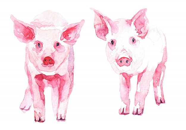 Watercolor image of a piglet.