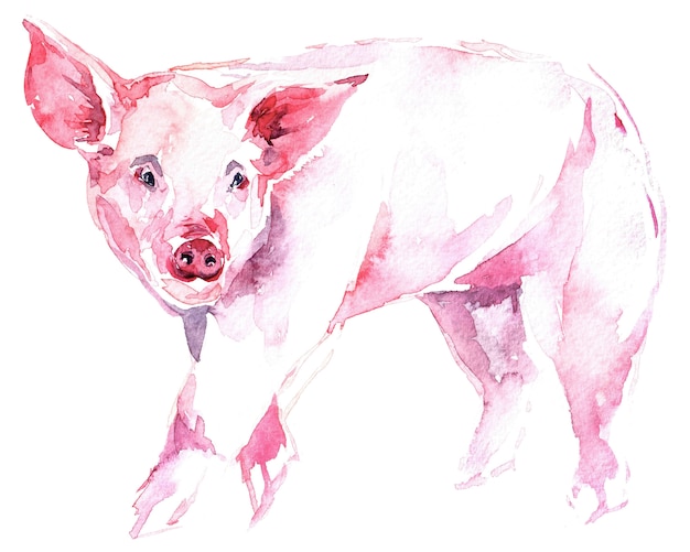watercolor image of a piglet.