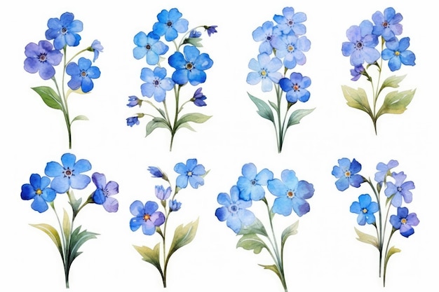 Watercolor image of a set of not forget me flowers on a white background