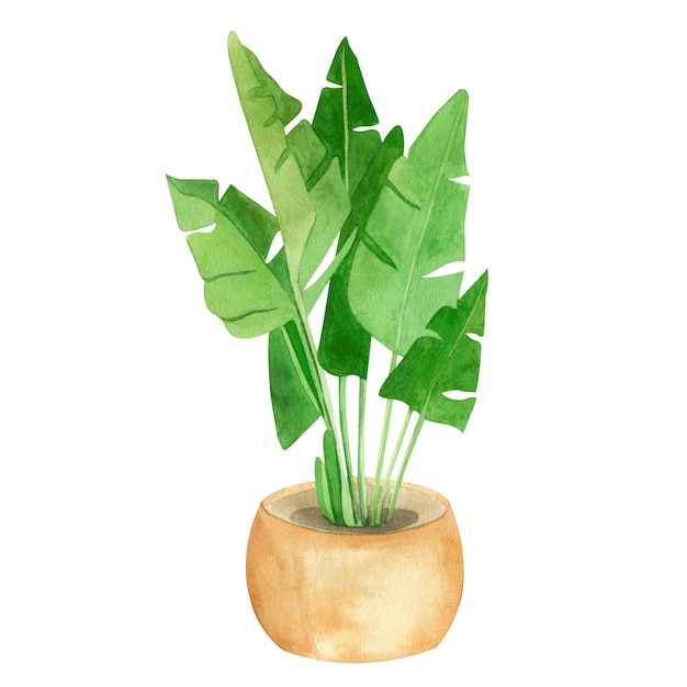 Watercolor indoor plant on a white background Handdrawn in green and brown