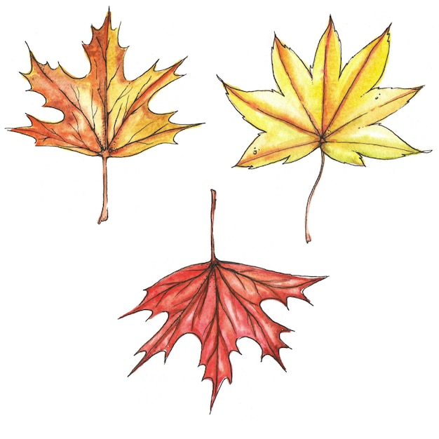 Watercolor and ink hand drawn illustration of colorful bright autumn leaves isolated on the white background
