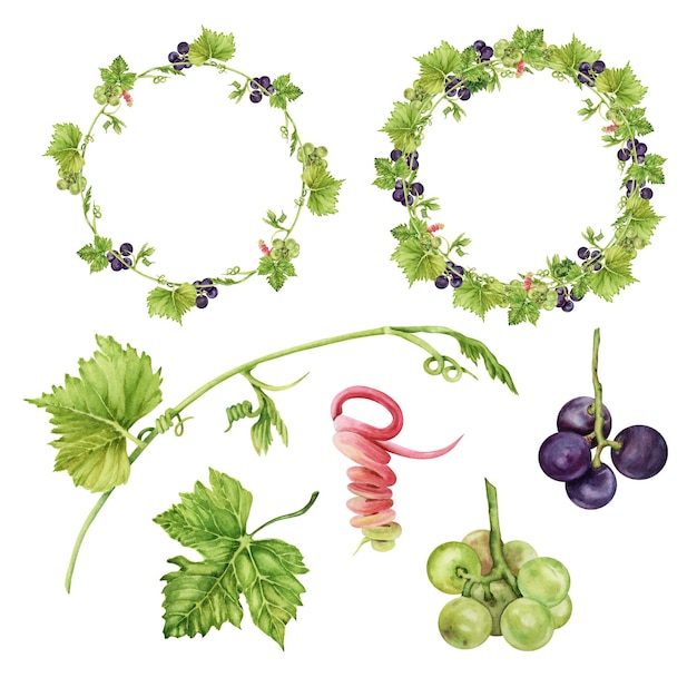 Photo watercolor isolated wine collection elemets round frames with green and purple grapes and leaves