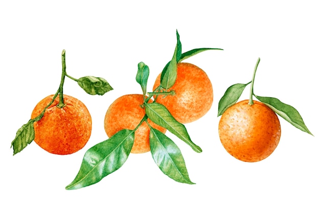 Watercolor juicy oranges tangerines with leaves isolated on white background