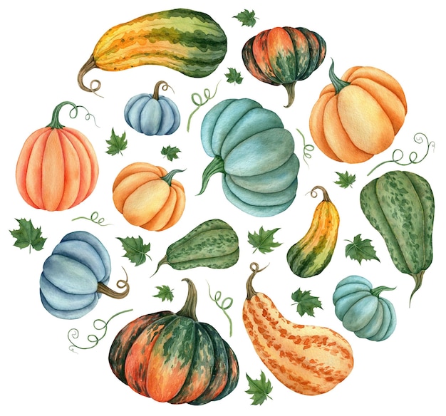 Watercolor label in the form of a vegetable circle with the image of pumpkins for the design of sign