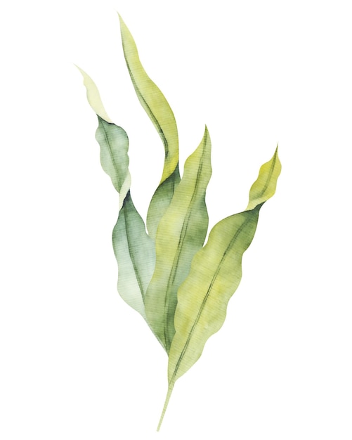 Watercolor laminaria Hand painted underwater kelp floral illustration with algae leaves branch