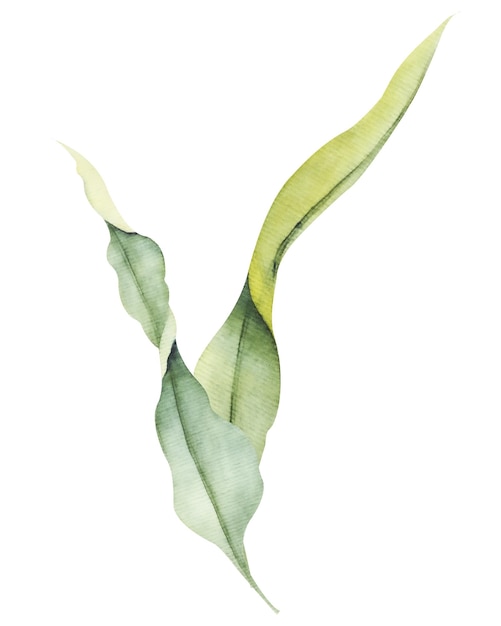 Watercolor laminaria Hand painted underwater kelp floral illustration with algae leaves branch