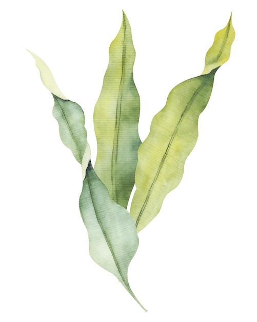Watercolor laminaria Hand painted underwater kelp floral illustration with algae leaves branch