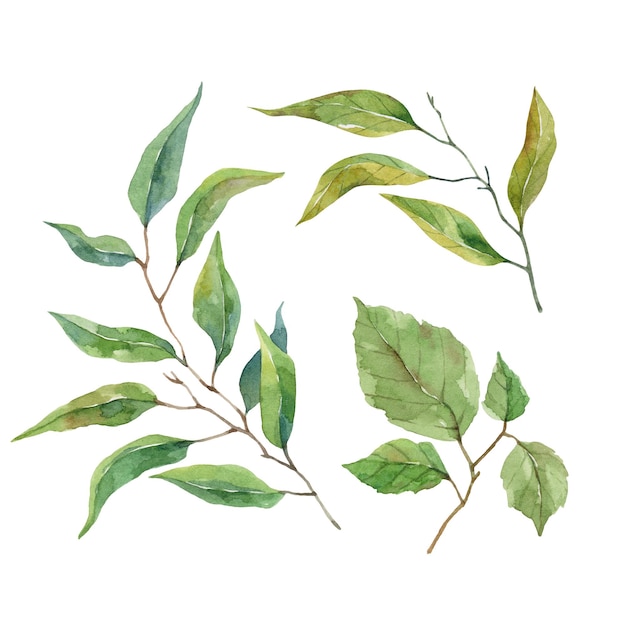 Watercolor leaves and branches on white background