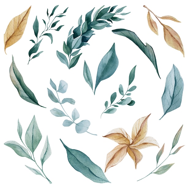 Watercolor leaves eucalyptus