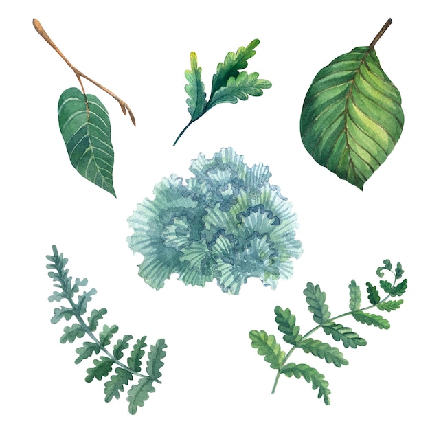 Акварельные листья и мох на белом фоне Ботаническая иллюстрация для открыток, плакатов, текстильного дизайна