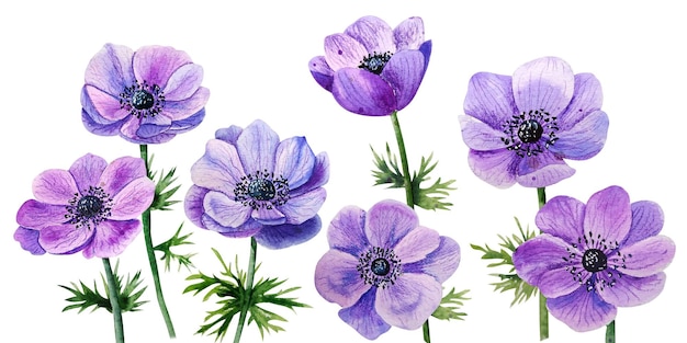 Watercolor lilac flower anemone