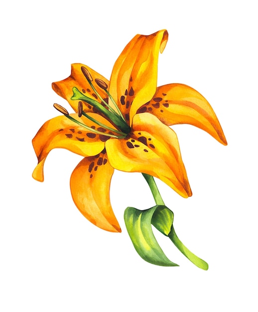 watercolor lily watercolor lily flower yellow color botanical illustration of lily flower lily